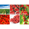 Goji Berry From China, Organic Goji FDA Certified, Super Goji Exporter